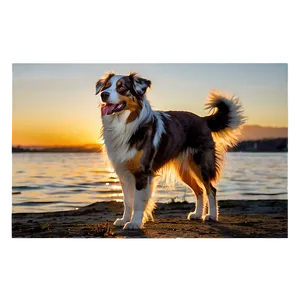 Australian Shepherd At Sunset PNG Srr PNG