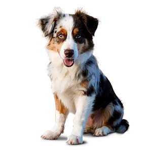 Australian Shepherd At Sunset PNG The