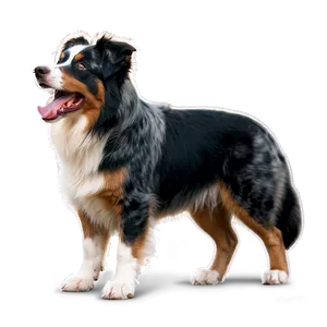 Australian Shepherd Barking Png Enb5 PNG image