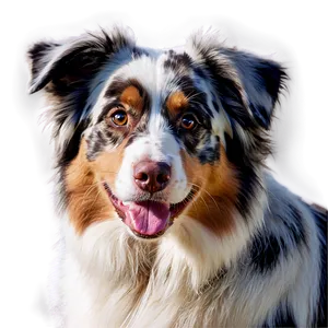 Australian Shepherd Close-up PNG 91 PNG