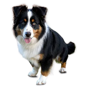 Australian Shepherd Dog PNG 19