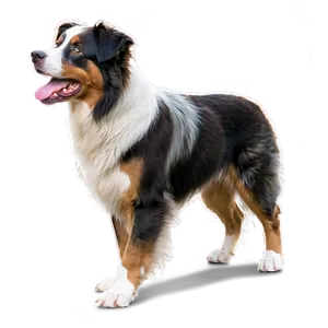 Australian Shepherd Dog PNG Irw34 PNG
