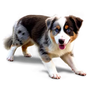 Australian Shepherd Eating PNG Anm