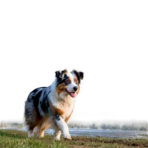 Australian Shepherd Herding PNG Uid PNG