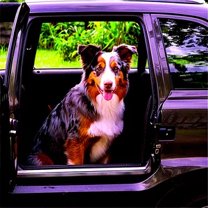 Australian Shepherd In Car PNG 06202024