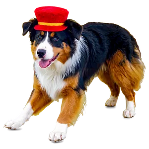 Australian Shepherd In Costume Png Edn23 PNG image