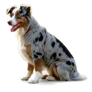 Australian Shepherd In Field Png 59 PNG image