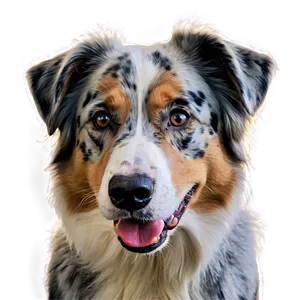 Australian Shepherd In Field Png Gnp3 PNG image