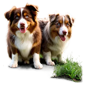 Australian Shepherd In Field PNG Nia32 PNG
