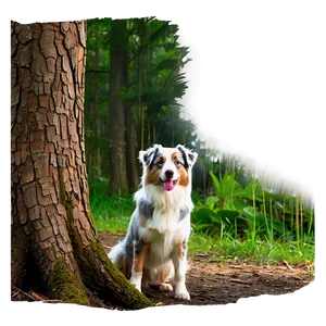 Australian Shepherd In Forest PNG Qqb PNG