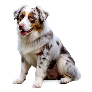 Australian Shepherd In Park PNG 06202024 PNG