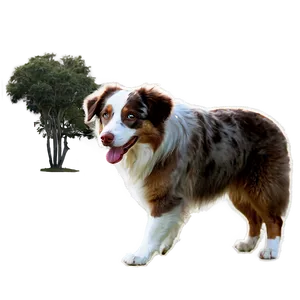 Australian Shepherd In Park Png 87 PNG image