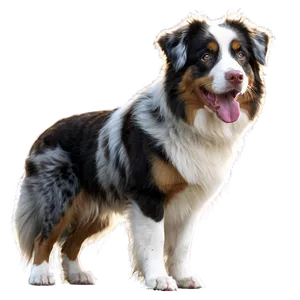 Australian Shepherd In Snow Png 06202024 PNG image