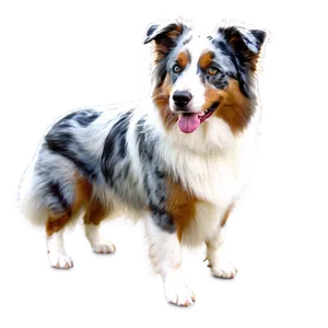 Australian Shepherd In Snow PNG Awr86 PNG