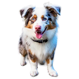 Australian Shepherd In Snow PNG Xqx5 PNG