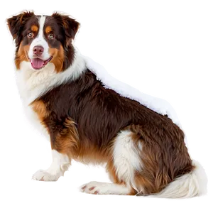 Australian Shepherd In Snow PNG Xwf99 PNG