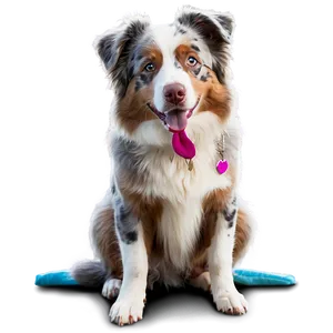 Australian Shepherd In Winter PNG 82 PNG