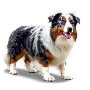 Australian Shepherd In Winter PNG Lbx7 PNG