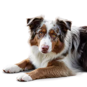 Australian Shepherd Laying Down Png Eid PNG image