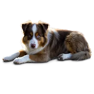 Australian Shepherd Laying Down Png Mpu PNG image