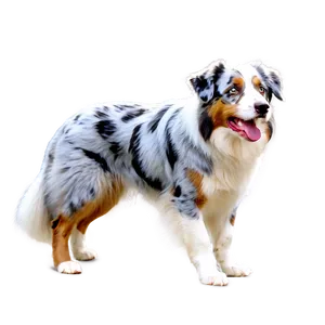 Australian Shepherd On Beach PNG 17 PNG