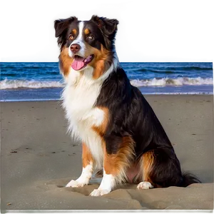 Australian Shepherd On Beach Png 21 PNG image