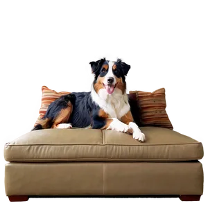 Australian Shepherd On Couch Png 06202024 PNG image