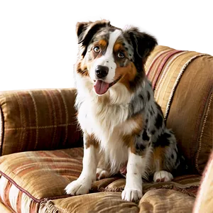 Australian Shepherd On Couch Png 06202024 PNG image