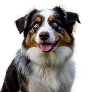 Australian Shepherd On Farm PNG 22