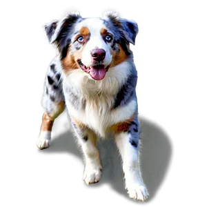 Australian Shepherd On Farm Png 58 PNG image