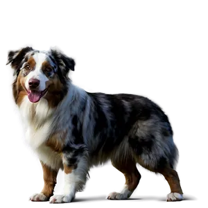 Australian Shepherd On Farm PNG Xkg59