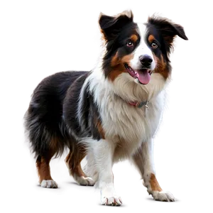 Australian Shepherd On Walk Png Hne PNG image