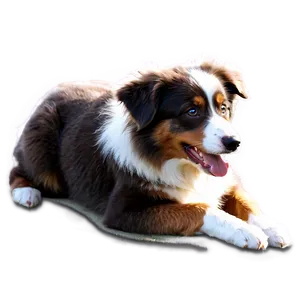 Australian Shepherd Playing PNG 06202024