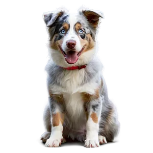 Australian Shepherd Playing Png Cdc PNG image