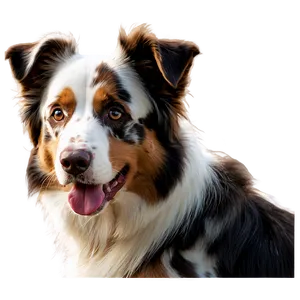 Australian Shepherd Portrait Png 80 PNG image