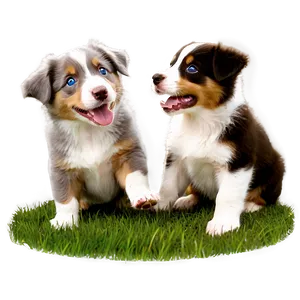 Australian Shepherd Puppies Playing PNG 46