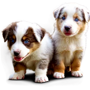Australian Shepherd Puppies Playing PNG Oep