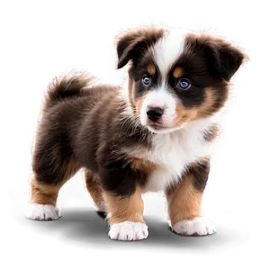 Australian Shepherd Puppy Png 17 PNG image