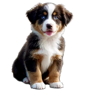 Australian Shepherd Puppy PNG Ttc