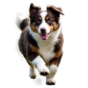 Australian Shepherd Running PNG 36