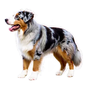 Australian Shepherd Training Png 06202024 PNG image