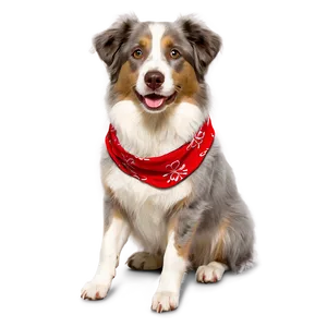 Australian Shepherd With Bandana PNG 06202024