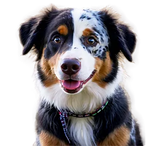 Australian Shepherd With Bandana Png Wib PNG image