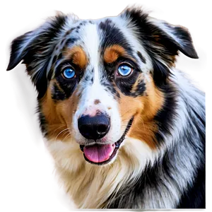 Australian Shepherd With Blue Eyes PNG Fps