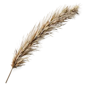 Autumn Brown Grass PNG 04292024