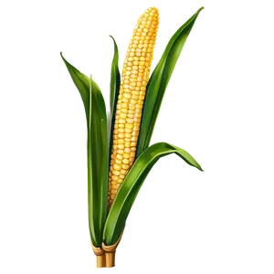 Autumn Corn Stalk Png 06122024 PNG image