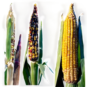 Autumn Corn Stalk Png Dfp61 PNG image