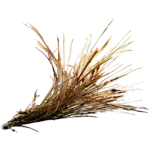 Autumn Dead Grass Png 06282024 PNG image