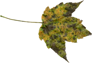 Autumn Decay Leaf.png PNG