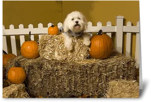 Autumn Dogon Hay Bales PNG image